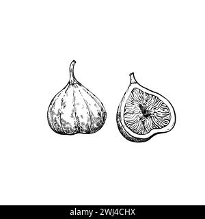 Figues, isolées sur fond blanc. Illustration à l'encre dessinée à la main dans le style de gravure rétro. Dessin vectoriel détaillé. Illustration de Vecteur