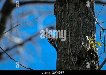 Pic de bois sur un tronc d'arbre à la recherche de nourriture. Banque D'Images