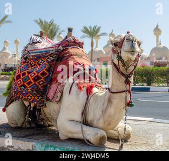 Équitation chameau dans une couverture lumineuse sur la rue ensoleillée de Sharm El Sheikh Banque D'Images