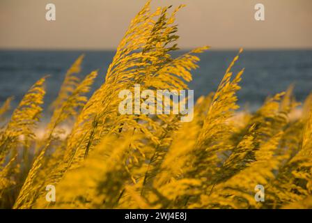 L'avoine de mer et les herbes poussent sur les dunes de sable de la côte de Outer Banks en Caroline du Nord Banque D'Images