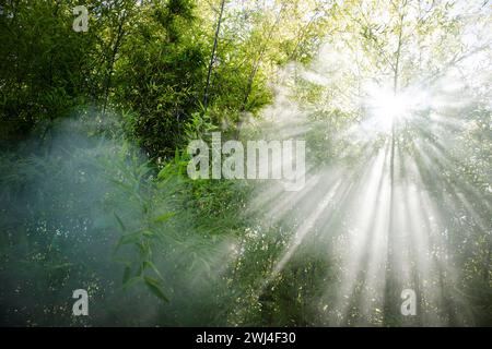 Effet de la lumière solaire filtrant à travers la fumée des roseaux Banque D'Images