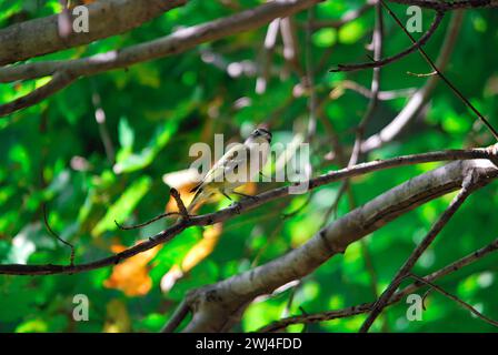 Gros plan d'un oiseau, Goldfinch, dans l'environnement naturel sur une branche d'arbre. Banque D'Images