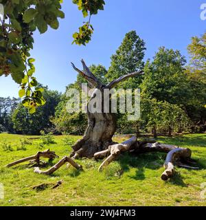 Vieux hêtre européen (Fagus sylvatica), Hutewald Halloh, Bad Wildungen, Hesse, Allemagne, Europe Banque D'Images