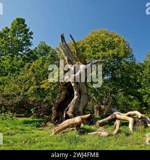 Vieux hêtre européen (Fagus sylvatica), Hutewald Halloh, Bad Wildungen, Hesse, Allemagne, Europe Banque D'Images