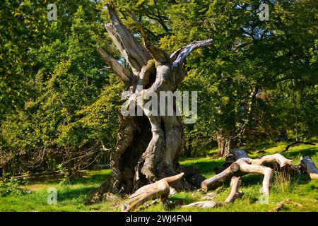 Vieux hêtre européen (Fagus sylvatica), Hutewald Halloh, Bad Wildungen, Hesse, Allemagne, Europe Banque D'Images