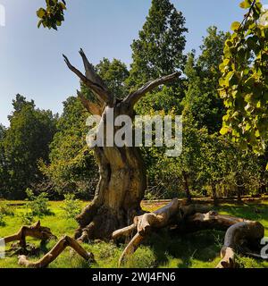 Vieux hêtre européen (Fagus sylvatica), Hutewald Halloh, Bad Wildungen, Hesse, Allemagne, Europe Banque D'Images