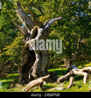 Vieux hêtre européen (Fagus sylvatica), Hutewald Halloh, Bad Wildungen, Hesse, Allemagne, Europe Banque D'Images