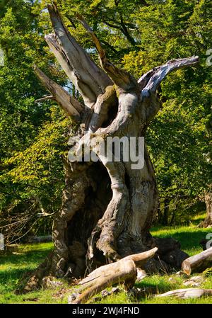 Vieux hêtre européen (Fagus sylvatica), Hutewald Halloh, Bad Wildungen, Hesse, Allemagne, Europe Banque D'Images