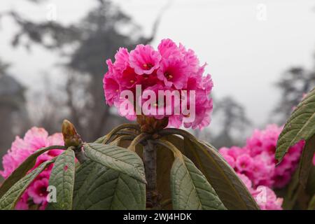 Rhododendron kesangiae en fleurs sur Dochu la (col). Banque D'Images