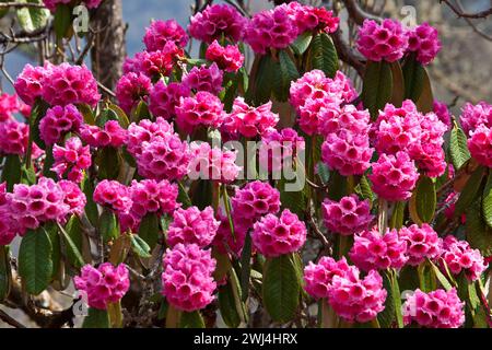 Rhododendron kesangiae en fleurs sur Pele la (3420m). Banque D'Images