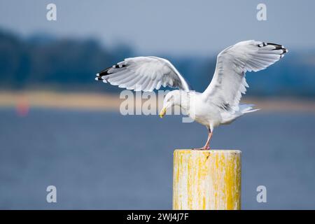 Goéland argenté (Larus argentatus) débarquant en automne Banque D'Images