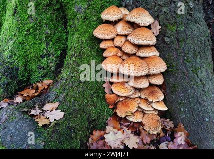 Gale abattue sur un chêne, jungle de Sababurg, district immobilier de Reinhardswald, Allemagne, Europe Banque D'Images
