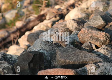 Pika américain (Ochotona princeps) dans un champ de rochers dans les montagnes Beartooth, Montana Banque D'Images