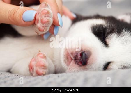 Chiot dormant paisiblement tenu par la main humaine Banque D'Images
