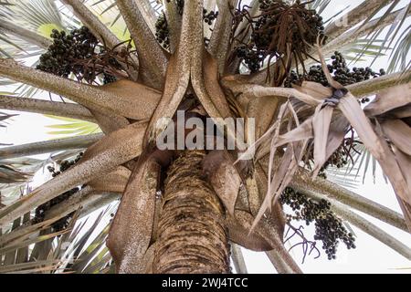 Palmier Bismarck (Bismarckia nobilis) dans le jardin botanique Banque D'Images