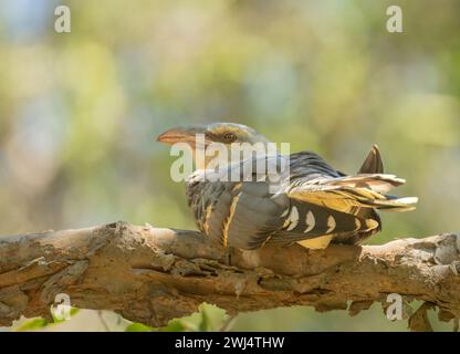 Le coucou à bec chenal (Scythrops novaehollandiae) reposant sur une branche d'un arbre à écorce de papier est la plus grande espèce de coucou trouvée en Australie. Banque D'Images