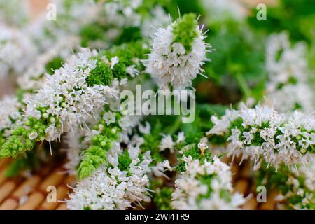 Cette image capture les fleurs délicates d'une plante de menthe, connue pour son arôme rafraîchissant et ses utilisations culinaires. Les minuscules fleurs blanches se regroupent à la pointe de tiges vertes et texturées, entourées de feuilles vertes éclatantes qui ajoutent un fond luxuriant à la composition. La focalisation sélective sur les fleurs met en évidence leur structure complexe et la façon dont elles se distinguent par rapport à la texture tissée d'un fond naturel, suggérant un cadre d'agriculture biologique ou de collection d'herbes naturelles. Verdoyant menthe Blossoms. Photo de haute qualité Banque D'Images