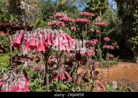 Kalanchoe daigremontiana dans le jardin botanique Banque D'Images