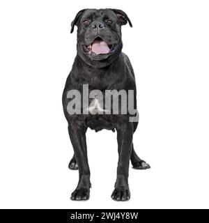 Un chien de canne corso isolé sur fond blanc Banque D'Images