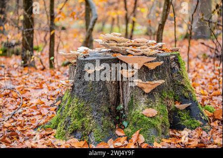 Dead tree stump Banque D'Images