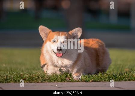 Le chien Pembroke Welsh Corgi est assis sur une pelouse verte bien entretenue dans un parc en été Banque D'Images