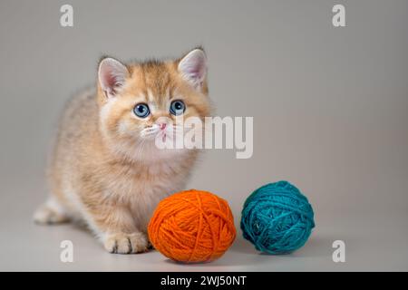 Chaton de la race britannique de shorthair doré avec deux boules de laine sur un fond beige Banque D'Images