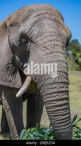 Gros plan d'un éléphant dans la savane d'Afrique du Sud Banque D'Images