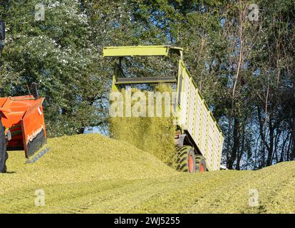 Déchargement du maïs sur un ensilage de maïs pendant la récolte du maïs Banque D'Images