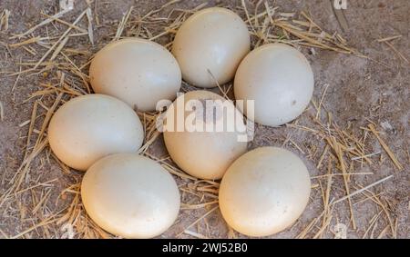 Oeufs d'autruche pondus par une autruche dans une ferme d'autruches Banque D'Images