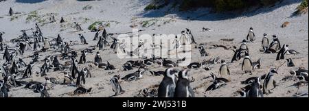 Pingouins africains à Boulders Beach à Simons Town en Afrique du Sud Banque D'Images