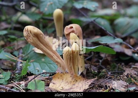 Clavariadelphus pistillaris, connu sous le nom de champignon Giant Club, est un champignon sauvage originaire de Finlande Banque D'Images