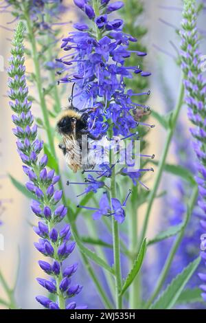 Spiked Speedwell, Veronica spicata, et bourdon à queue blanche, Bombus lucorum Banque D'Images