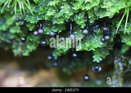 Lamproderma columbinum, une moisissure visqueuse de Finlande, pas de nom anglais commun Banque D'Images