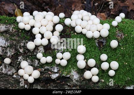 Apioperdon pyriforme, précédemment appelé Lycoperdon pyriforme, communément connu sous le nom de poire-forme ou puffball souche, champignon de Finlande Banque D'Images