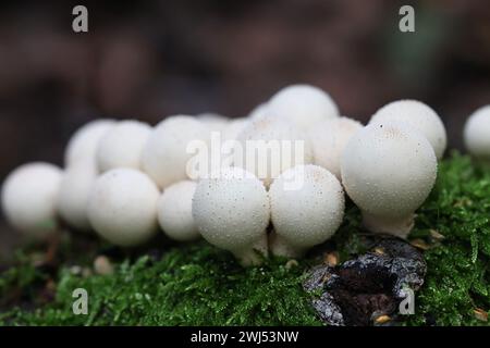 Apioperdon pyriforme, précédemment appelé Lycoperdon pyriforme, communément connu sous le nom de poire-forme ou puffball souche, champignon de Finlande Banque D'Images