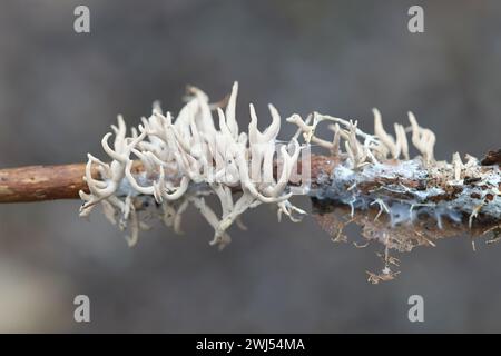 Lentaria byssiseda, un champignon de corail de Finlande, pas de nom anglais commun Banque D'Images