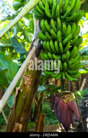 Sentier touristique à travers une petite plantation de bananes dans la région de Funchal sur Madère, Portugal Banque D'Images