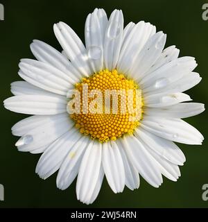 Marguerite aux yeux de bœuf, Leucanthemum vulgare, également connue sous le nom de Marguerite aux yeux de bœuf ou Marguerite de chien, plante à fleurs sauvages originaire de Finlande Banque D'Images