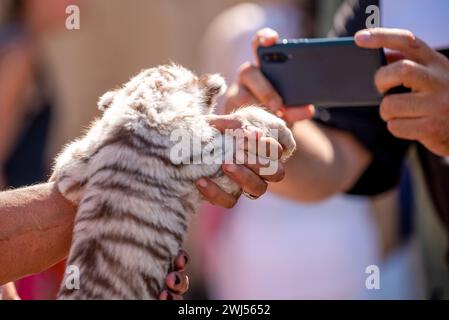 Tiger cub dans un zoo pour enfants Banque D'Images