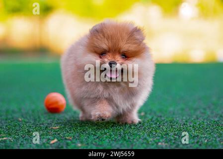 Un chiot de Poméranie heureux traverse une pelouse artificielle lors d'une journée ensoleillée à côté d'une balle de chien orange Banque D'Images