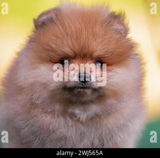 Portrait d'un chiot pomeranien à poils rouges en gros plan Banque D'Images