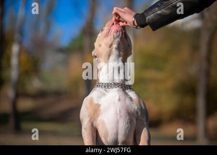 Encouragement pendant la formation d'une main femelle nourrissant un chien Banque D'Images