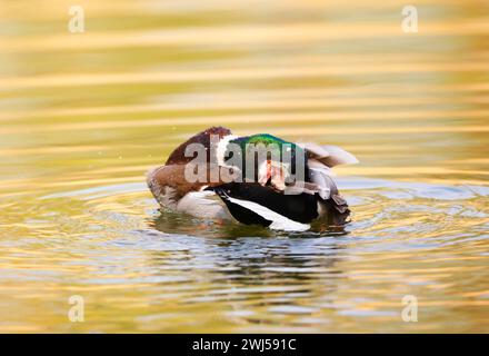 Mallard Duck nettoie son plumage dans un parc, Allemagne, Europe Banque D'Images