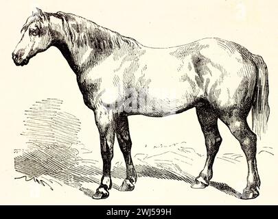 Illustration gravée en 1878 d'un cheval Boulonnais robuste de profil, au manteau léger et à la construction puissante, debout contre un paysage légèrement rendu. Banque D'Images
