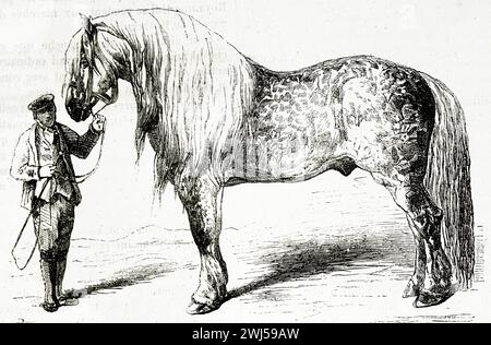 Cheval Clydesdale avec son manieur, illustré en 1878, mettant en valeur la taille massive de la race, la construction musculaire et la crinière coulante dans un cadre rural stylisé. Banque D'Images