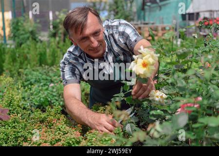 Homme jardinier élagage de roses dans le centre du jardin Banque D'Images