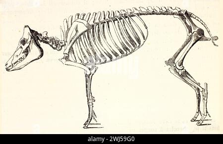 Squelette de porc illustré pour référence vétérinaire, montré dans une vue latérale statique avec structure osseuse détaillée. Publié en 1878. Banque D'Images