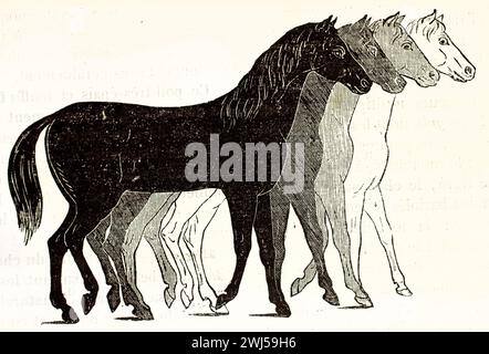 Illustration antique montrant les phases de marche d'un cheval en quatre positions, des silhouettes noires aux silhouettes blanches. De Mammifers de Brehm, 1878. Banque D'Images