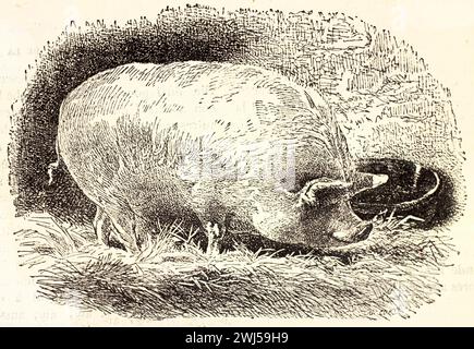 Gros cochon Yorkshire mangeant sur une botte de foin. Rendu dans un style vintage en noir et blanc avec hachures croisées par un auteur inconnu. Paris, 1878 Banque D'Images