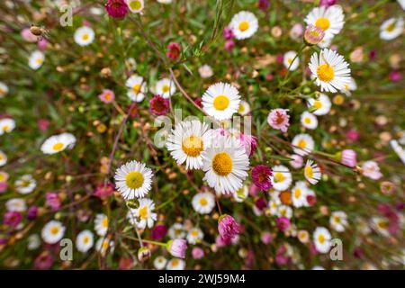 Marguerites de Santa Barbara dans le jardin de la grotte de Mount Gambier. Banque D'Images